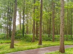 -黄海国家森林公园