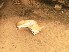 -深圳野生动物园