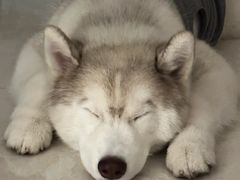 -爱侣宠医·鹦鹉专科·小型哺乳类·异宠专科(灵石路店)