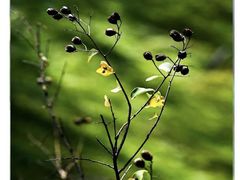 -三圣花乡旅游区