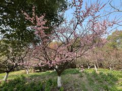 -上海海湾国家森林公园