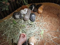 -藦茜花园宠物主题亲子互动体验馆(国顺东路店)