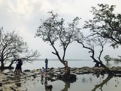 -宝安西湾红树林湿地公园