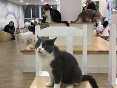 -李小姐の猫咖啡馆(五角场店)