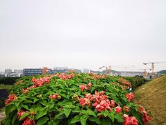 -光明小镇欢乐田园