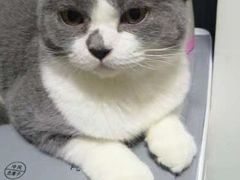 -我爱猫咪·猫咖·狗咖·安哥拉兔·羊驼咖(小寨华旗店)