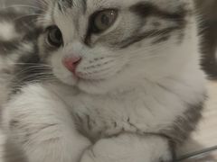 -屋虎猫馆(宝安大仟里店)
