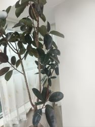 -HEYAN荷妍专业脱毛连锁机构
