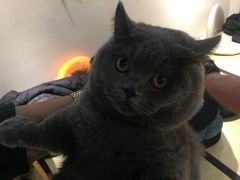 -逗柴咖啡屋·狗咖猫咖宠物桌游