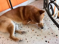 -喜柴咖啡·柴犬狗咖