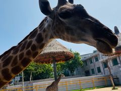 -西霞口神雕山野生动物世界