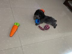 -翊宠yipet猫狗购宠庄园犬舍•猫舍