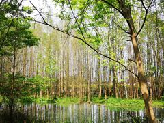 -桤木河湿地公园