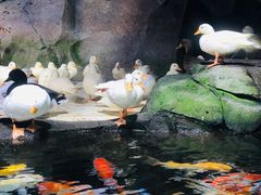 -海合安青岛极地海洋公园