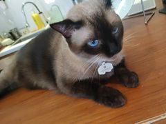 -有猫主题·治愈系猫咖(曾厝垵店)