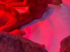 -侏罗纪世界电影特展(广州站)