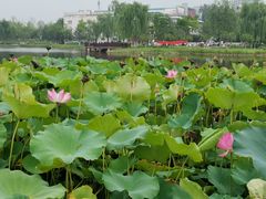 -西海子公园