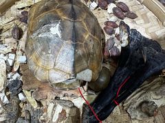 -梧州双钱龟苓膏(老街店)