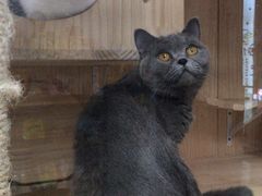 -小小班私人影院·猫咖(万达茂广场店)