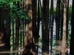 -桤木河湿地公园