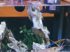 -罗氏十三活虾餐厅(光谷K11购物艺术中心店)