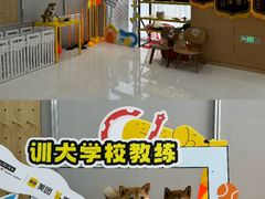 -帕帕拉兹宠物(亚洲旗舰店)