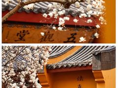-灵隐飞来峰景区