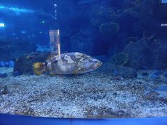 -沙沙哗啦海洋馆(华宇百花谷店)