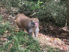 -苏州上方山国家森林公园