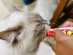 -藏猫猫咖啡主题馆(中央大道店)