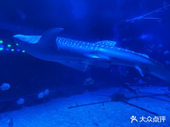 烟台海昌鲸鲨海洋公园图片