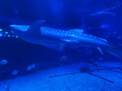 -烟台海昌鲸鲨海洋公园