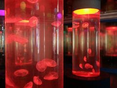 -绍兴梦享海洋公园