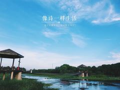 -荷塘月色湿地公园·向阳花洲
