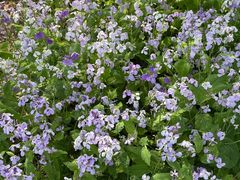 -国家植物园南园