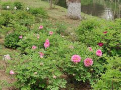 -石家庄市植物园