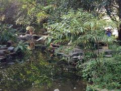 -成都市活水公园