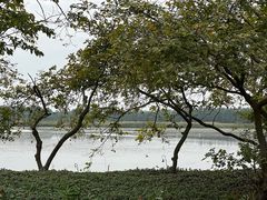 -大湾区中央湿地公园
