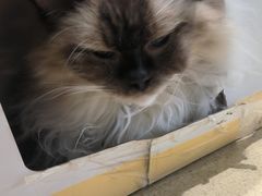 -藏猫猫咖啡主题馆(中央大道店)