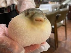 -肆月河豚·新淮扬(金融街店)
