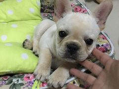 -达爱动物医院·犬猫分区·CT·复杂眼科(远洋山水分院)
