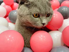 -藏猫猫咖啡主题馆(中央大道店)