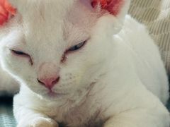-瑞派宠物医院·24h·骨外科·皮肤科·全科宠物医疗转诊中心(沈阳浑南院)