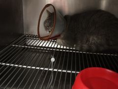 -爱侣宠医·鹦鹉专科·小型哺乳类·异宠专科(灵石路店)