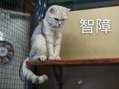 -猫咪博物馆(顶澳仔猫街店)