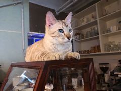 -Cappucimeow猫咪咖啡馆(韦伯时代店)