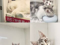 -lincat·猫舍(广州店)