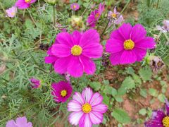 -天适樱花悠乐园