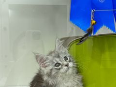 -青奢宠物·青奢猫舍