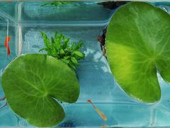 -花鸟鱼虫鲜花绿植市场(玉泉路店)